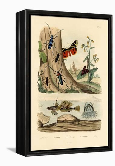 Dew Moth, 1833-39-null-Framed Premier Image Canvas