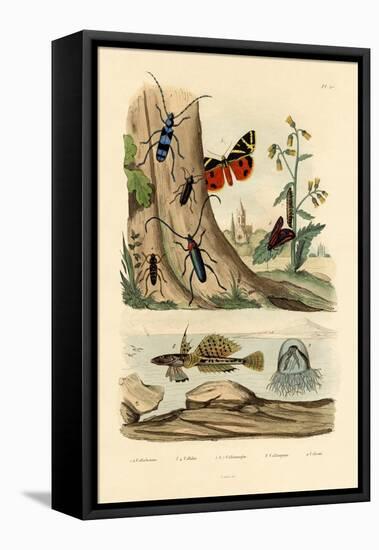 Dew Moth, 1833-39-null-Framed Premier Image Canvas