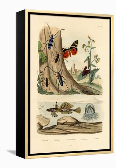 Dew Moth, 1833-39-null-Framed Premier Image Canvas