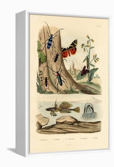 Dew Moth, 1833-39-null-Framed Premier Image Canvas