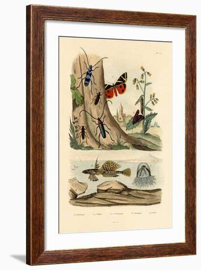 Dew Moth, 1833-39-null-Framed Giclee Print