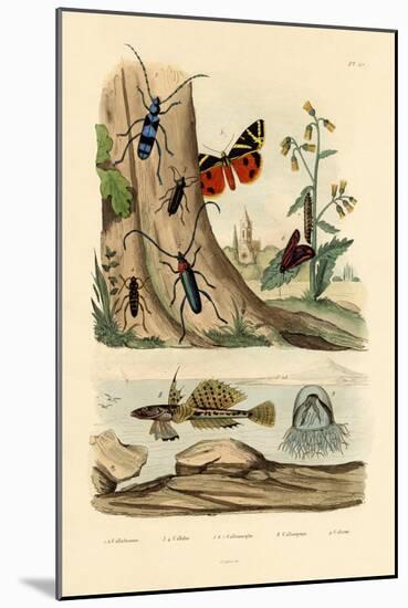 Dew Moth, 1833-39-null-Mounted Giclee Print