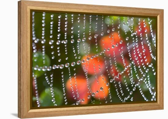 Dew on a Spiderweb-Craig Tuttle-Framed Premier Image Canvas