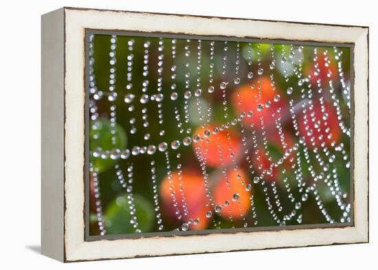 Dew on a Spiderweb-Craig Tuttle-Framed Premier Image Canvas