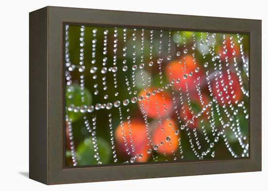 Dew on a Spiderweb-Craig Tuttle-Framed Premier Image Canvas