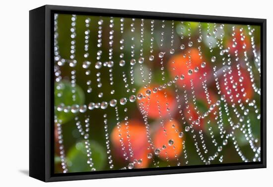 Dew on a Spiderweb-Craig Tuttle-Framed Premier Image Canvas