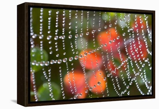 Dew on a Spiderweb-Craig Tuttle-Framed Premier Image Canvas