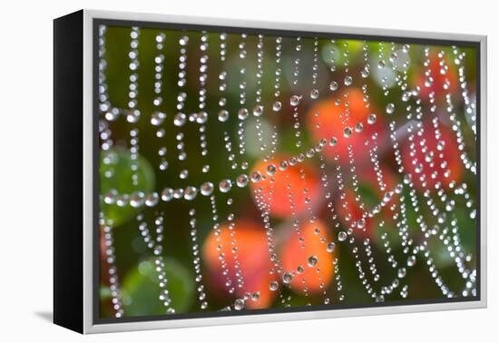 Dew on a Spiderweb-Craig Tuttle-Framed Premier Image Canvas