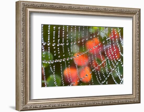 Dew on a Spiderweb-Craig Tuttle-Framed Photographic Print