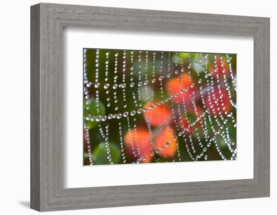 Dew on a Spiderweb-Craig Tuttle-Framed Photographic Print