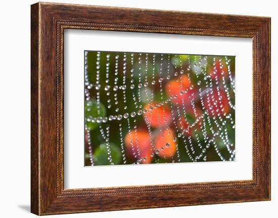 Dew on a Spiderweb-Craig Tuttle-Framed Photographic Print