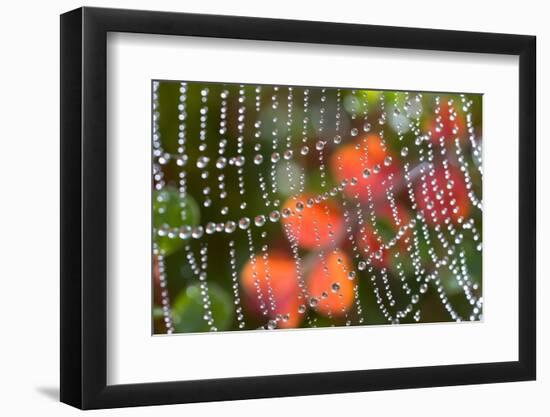 Dew on a Spiderweb-Craig Tuttle-Framed Photographic Print