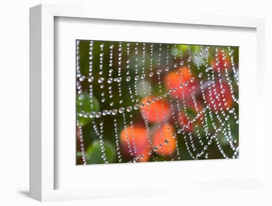 Dew on a Spiderweb-Craig Tuttle-Framed Photographic Print