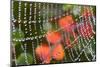 Dew on a Spiderweb-Craig Tuttle-Mounted Photographic Print