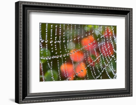 Dew on a Spiderweb-Craig Tuttle-Framed Photographic Print