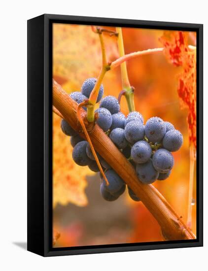 Dew on Cabernet Grapes, Napa Valley Wine Country, California, USA-John Alves-Framed Premier Image Canvas