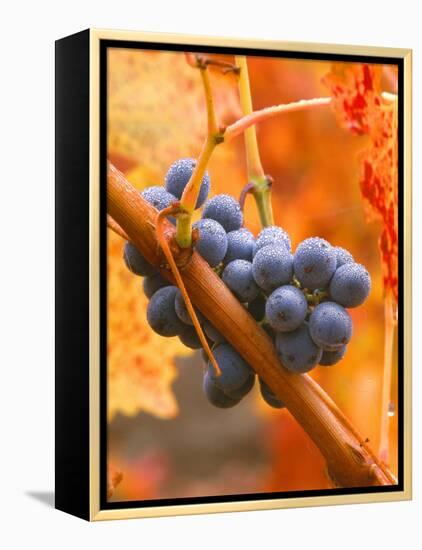 Dew on Cabernet Grapes, Napa Valley Wine Country, California, USA-John Alves-Framed Premier Image Canvas