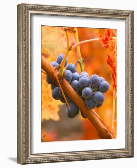 Dew on Cabernet Grapes, Napa Valley Wine Country, California, USA-John Alves-Framed Photographic Print