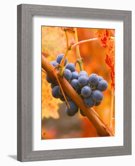 Dew on Cabernet Grapes, Napa Valley Wine Country, California, USA-John Alves-Framed Photographic Print