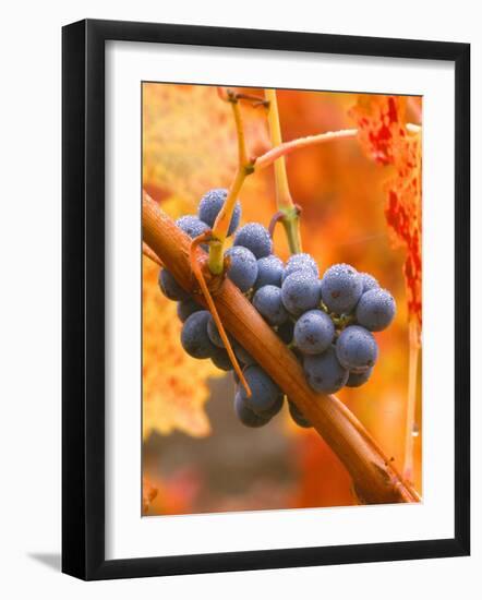 Dew on Cabernet Grapes, Napa Valley Wine Country, California, USA-John Alves-Framed Photographic Print