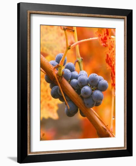 Dew on Cabernet Grapes, Napa Valley Wine Country, California, USA-John Alves-Framed Photographic Print