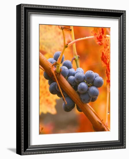 Dew on Cabernet Grapes, Napa Valley Wine Country, California, USA-John Alves-Framed Photographic Print