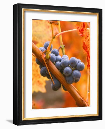 Dew on Cabernet Grapes, Napa Valley Wine Country, California, USA-John Alves-Framed Photographic Print