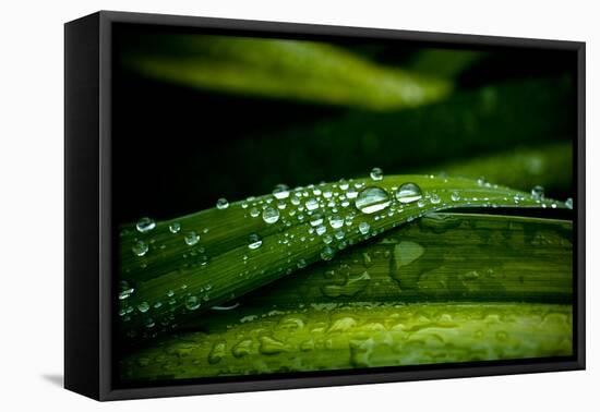 Dew on Grass-Erin Berzel-Framed Premier Image Canvas