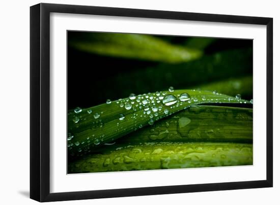 Dew on Grass-Erin Berzel-Framed Photographic Print