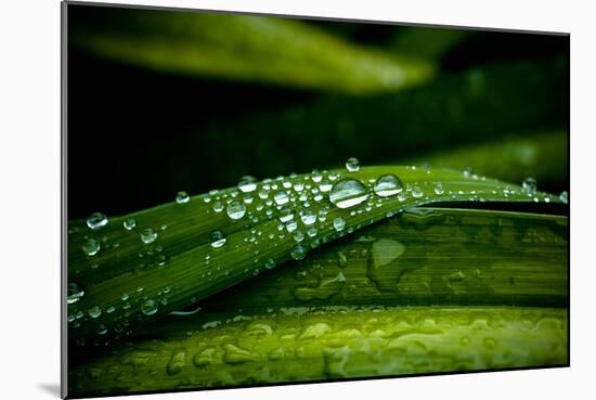 Dew on Grass-Erin Berzel-Mounted Photographic Print