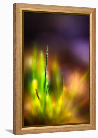 Dew on Grass-Ursula Abresch-Framed Premier Image Canvas