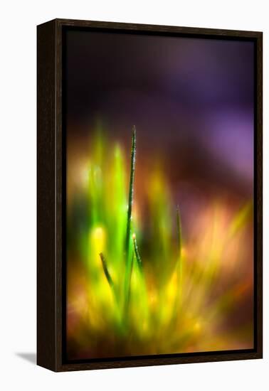 Dew on Grass-Ursula Abresch-Framed Premier Image Canvas