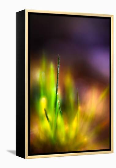 Dew on Grass-Ursula Abresch-Framed Premier Image Canvas