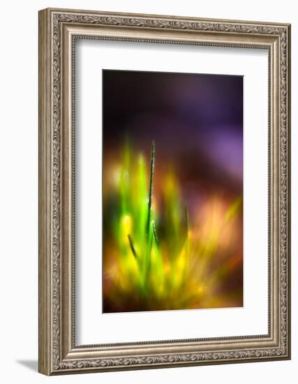 Dew on Grass-Ursula Abresch-Framed Photographic Print