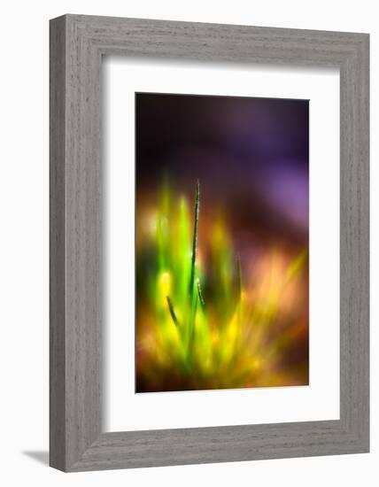 Dew on Grass-Ursula Abresch-Framed Photographic Print