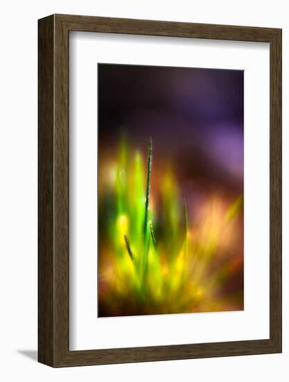 Dew on Grass-Ursula Abresch-Framed Photographic Print