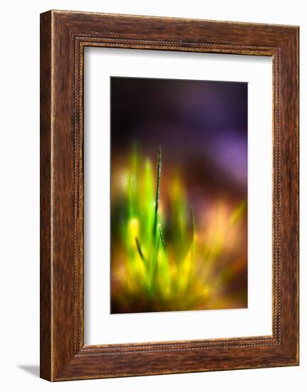 Dew on Grass-Ursula Abresch-Framed Photographic Print