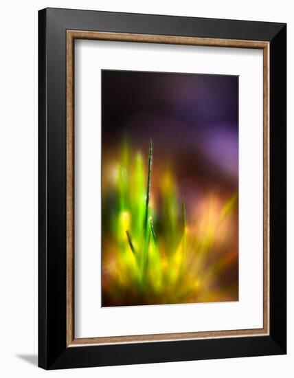 Dew on Grass-Ursula Abresch-Framed Photographic Print