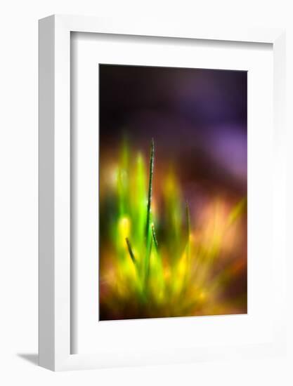 Dew on Grass-Ursula Abresch-Framed Photographic Print