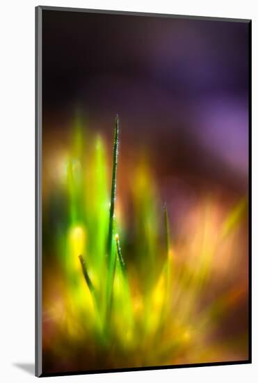 Dew on Grass-Ursula Abresch-Mounted Photographic Print