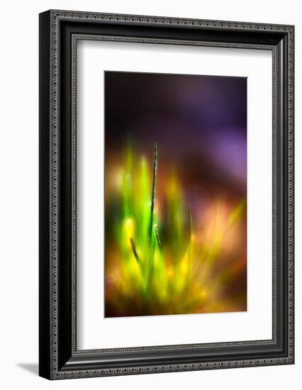 Dew on Grass-Ursula Abresch-Framed Photographic Print