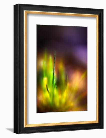 Dew on Grass-Ursula Abresch-Framed Photographic Print