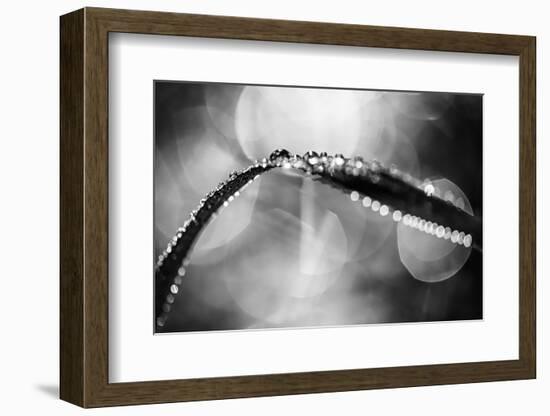 Dew on Leaf in Black and White-Ursula Abresch-Framed Photographic Print