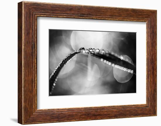 Dew on Leaf in Black and White-Ursula Abresch-Framed Photographic Print