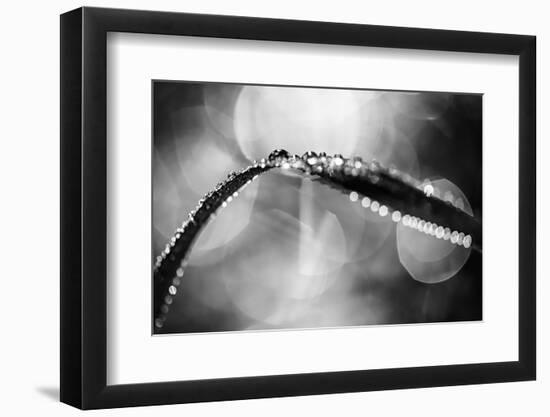 Dew on Leaf in Black and White-Ursula Abresch-Framed Photographic Print