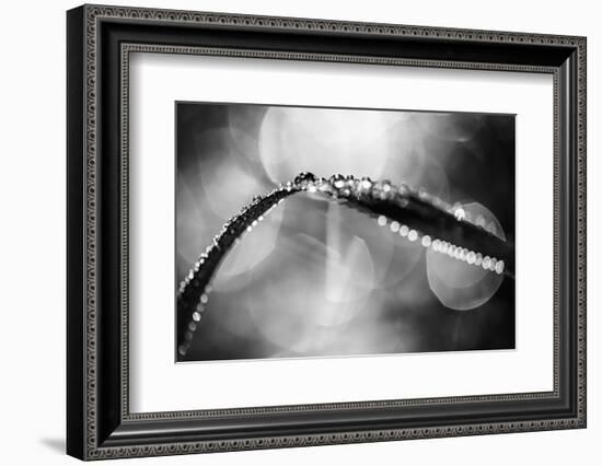 Dew on Leaf in Black and White-Ursula Abresch-Framed Photographic Print