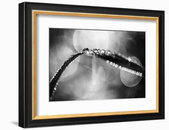 Dew on Leaf in Black and White-Ursula Abresch-Framed Photographic Print