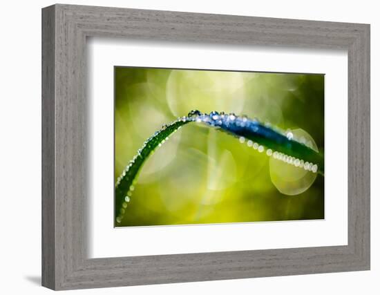 Dew on Leaf-Ursula Abresch-Framed Photographic Print