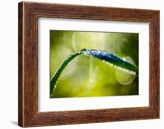 Dew on Leaf-Ursula Abresch-Framed Photographic Print