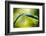 Dew on Leaf-Ursula Abresch-Framed Photographic Print